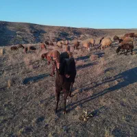 بز نر چهار دندان|حیوانات مزرعه|ارشق, |دیوار