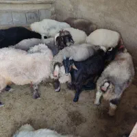 بره چاق درجه یک