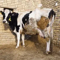 گاو با گوساله ماده درجه یک کاه خور|حیوانات مزرعه|الیگودرز, |دیوار