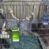 قفس پرنده علیشاهی سقف گرد