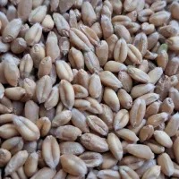 گندم آبی پیشگام|گل و گیاه طبیعی|قیدار, |دیوار