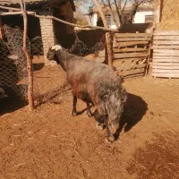 قوچ جوان قره قیر