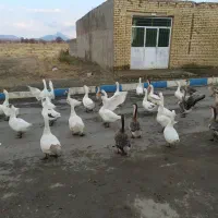 فروش تعدادی غوغاز سالم وچاق وتخم گذار|حیوانات مزرعه|خمین, |دیوار