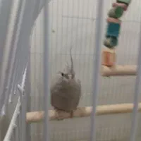 عروس هلندی|پرنده|مشهد, رده|دیوار