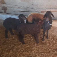 میش افشارجوان بادوبره جنس دارنروماده|حیوانات مزرعه|گرمسار, |دیوار