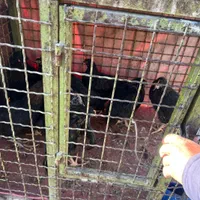 خروس مشکی و مرغ سفید قربانی و چشم نظر ارسال درب من