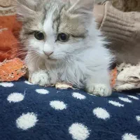 واگذاری گربه سفید پرشین