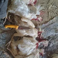 مرغ خروس قربانی