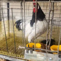 مرغ وخروس ورورک ولاکنولدر