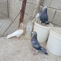 چهارتاش با هم یک ملیون