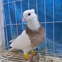 طوقی جوانه|پرنده|گنبد کاووس, |دیوار