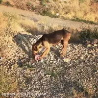 واگذاری سگ رایگان