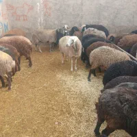 میش چاق قصر و میش و بره ومیش ابستن|حیوانات مزرعه|تهران, سعیدآباد|دیوار