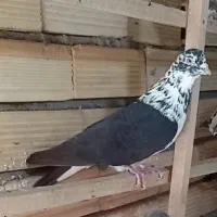 کبوتر پرواز|پرنده|رشت, انصاری|دیوار