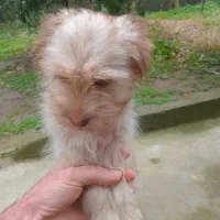 سگ پاکوتا قیمت ۱۵۰۰