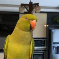 ملنگو ماده یکسالو نیم