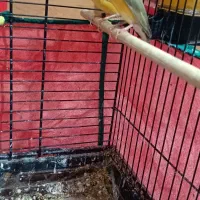 فنچ گلدین|پرنده|تهران, فدک|دیوار