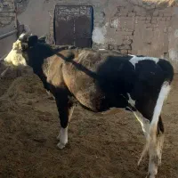 گوساله ماده ۳۵۰ کیلویی