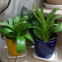 گل طبیعی سانسوریا کاکتوس (هدیه روز مادر)