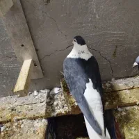 کبوتر یا کفتر