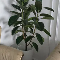 فیکوس سوپر بلک درجه یک|گل و گیاه طبیعی|تهران, دهکده المپیک|دیوار