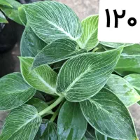 آگلونما هندوانه ای همه جا ۳۵۰ قیمتشه ما میدیم ۱۰۰|گل و گیاه طبیعی|اصفهان, باغ فدک|دیوار