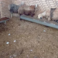 فروش میش وبره