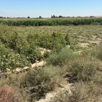 زمین ۱۸۲۲ متری با قابلیت ساخت شهرستانک رباط کریم|فروش زمین و ملک کلنگی|رباط‌کریم, شهرستانک|دیوار