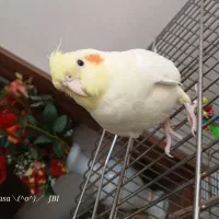 عروس هلندی مولد دستی