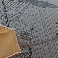 عروس هلندی با ۲جوجه
