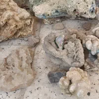 سنگ آکواریوم یک کیسه|ماهی|تربت‌حیدریه, بهزیستی|دیوار