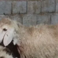 میش|حیوانات مزرعه|مهریز, |دیوار