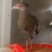 پرنده زینتی سیلور امریکایی بلژیکی و لیدی طاووس|پرنده|شیراز, امام حسین|دیوار