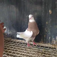 طوق سرکه ای بی نقص|پرنده|بهبهان, |دیوار