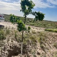 زمین-باغی-نظرآباد-صالحیه
