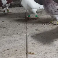 کود. کفتر