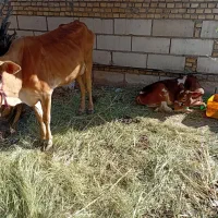 گاو بابچش