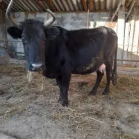 گاو شیرده هم آبستن ۳ماه|حیوانات مزرعه|قائمشهر, |دیوار