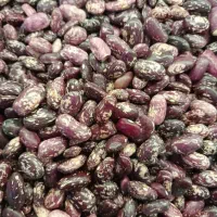 حبوبات درجه یک