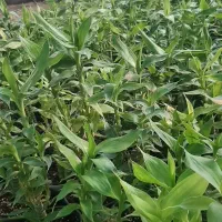 لوتوس آبی لوتوس خاکی|گل و گیاه طبیعی|شریفآباد, |دیوار