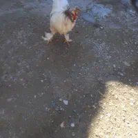 خروس زینتی سالمو سلامت