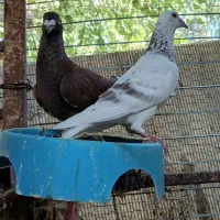کفتر