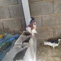 پرنده کبوتر|پرنده|شیراز, گویم|دیوار