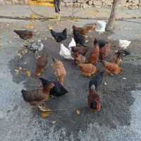 ۳۵ تا مرغ خروس