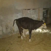 گوساله نر آلمانی و گاو و گوساله آلمانی|حیوانات مزرعه|رامشیر, |دیوار