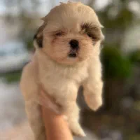 شیتزهای اصیل