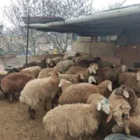 جایگاه بهداشتی دام گوسفند زنده چاق