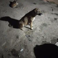 سگ سرابی|سگ|کوراییم, |دیوار