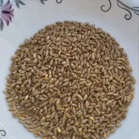 بذر گندم  آمریکایی تناژ بالای 13تن