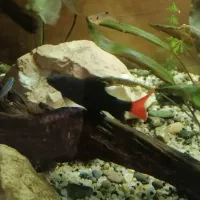 ماهی اکواریوم شارک دم قرمز|ماهی|گرگان, |دیوار